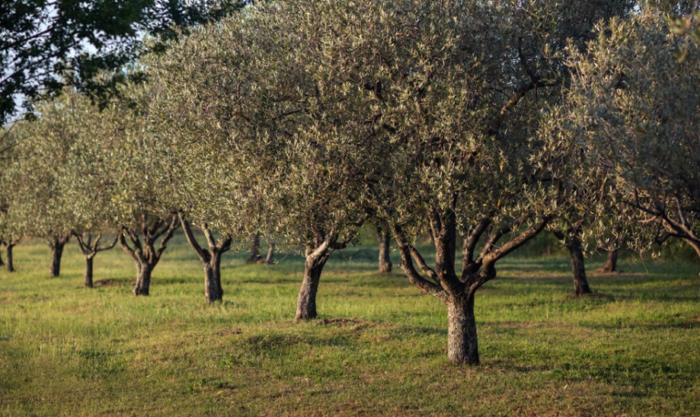 olivar intensivo